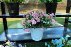 OUTFLEXX Gewächshaus, Schwarz, Alu/Polycarbonat, 186x61x86cm, Pulverbeschichtet -Aerocove Gartenlounge Geschaft 22271 9.jpg