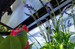 OUTFLEXX Gewächshaus, Schwarz, Alu/Polycarbonat, 91x51x168cm, Pulverbeschichtet 23 OUTFLEXX Gewächshaus, Schwarz, Alu/Polycarbonat, 91x51x168cm, Pulverbeschichtet -Aerocove Gartenlounge Geschaft 22274 13.jpg