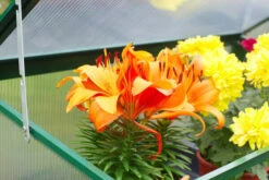 OUTFLEXX Gewächshaus, Grün, Alu/Polycarbonat 4mm, Pulverbeschichtet, 76 X 38,5 X 98,5 Cm -Aerocove Gartenlounge Geschaft 3 13730.jpg